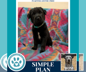 Mutt Dogs for adoption in Kimberton, PA, USA