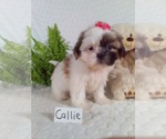 Small #8 Shih Tzu