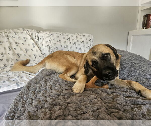 Medium Photo #1 Anatolian Shepherd-Unknown Mix Puppy For Sale in Thomasville, NC, USA