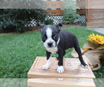 Small Photo #4 Boston Terrier Puppy For Sale in SHILOH, OH, USA