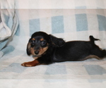 Small #4 Dachshund