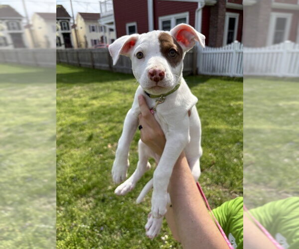 Medium Photo #1 Pointer-Unknown Mix Puppy For Sale in Shermans Dale, PA, USA