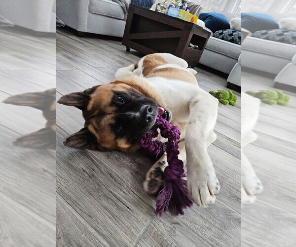 Medium Photo #3 Akita Puppy For Sale in Brooklyn, NY, USA