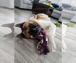 Small #2 Akita