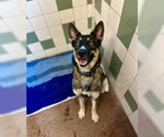 Small German Shepherd Dog