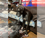Small Photo #10 Great Dane Puppy For Sale in SAND SPRINGS, OK, USA