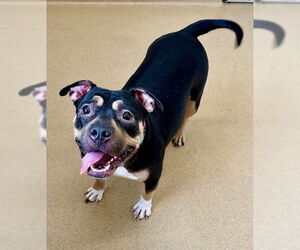 American Pit Bull Terrier-Staffordshire Bull Terrier Mix Dogs for adoption in Derwood, MD, USA