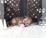 Small #2 Shorkie Tzu