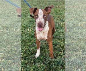 Mutt Dogs for adoption in Pryor, OK, USA