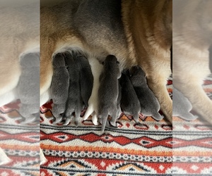 German Shepherd Dog Puppy for sale in PIEDMONT, MO, USA
