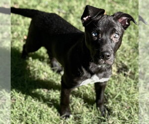 Flash - Male Mutt Dog for Adoption - Photo #4