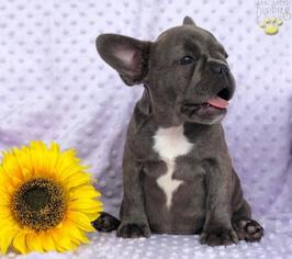 French Bulldog Puppy for sale in SOMERVILLE, NJ, USA
