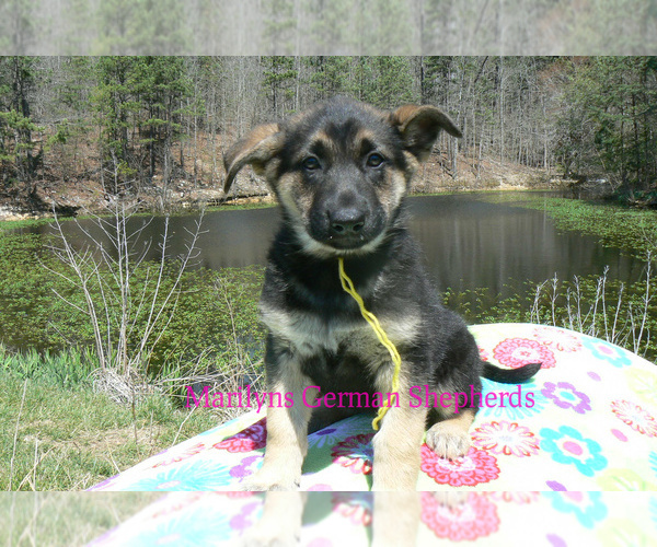 Medium Photo #4 German Shepherd Dog Puppy For Sale in PIEDMONT, MO, USA