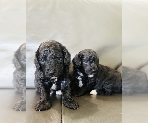 Medium Photo #2 Poodle (Toy) Puppy For Sale in CLEVER, MO, USA