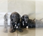 Small #1 Poodle (Toy)