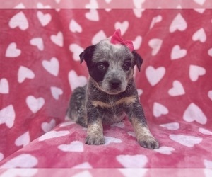 Australian Cattle Dog Puppy for sale in LAKELAND, FL, USA
