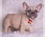 Small #4 French Bulldog