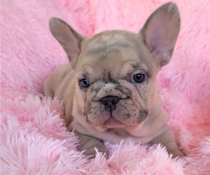 French Bulldog Puppy for Sale in LAS VEGAS, Nevada USA