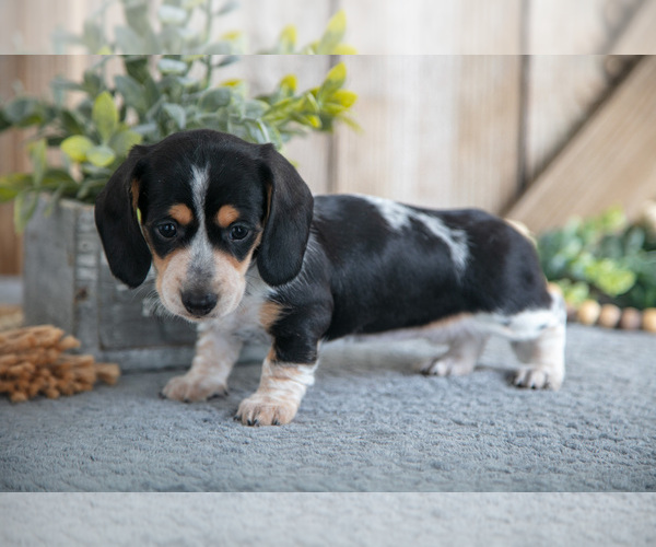 Medium Photo #3 Dachshund Puppy For Sale in GREENWICH, OH, USA