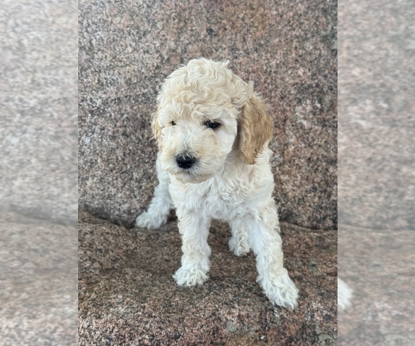 Medium Photo #10 Poodle (Standard) Puppy For Sale in LONGMONT, CO, USA
