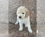 Small #9 Poodle (Standard)