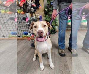 Labrador Retriever-Unknown Mix Dogs for adoption in Sheboygan, WI, USA