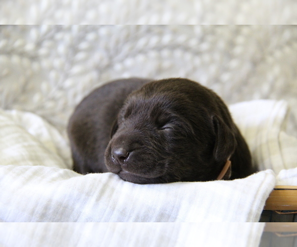 Medium Photo #7 Labrador Retriever Puppy For Sale in HYDE PARK, VT, USA