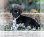 Small #3 Jack Russell Terrier Mix