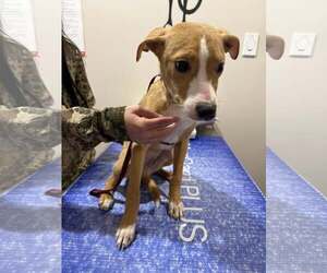 Chihuahua-Unknown Mix Dogs for adoption in Corning, AR, USA