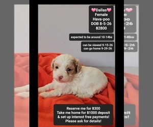 Havapoo Puppy for sale in TUCSON, AZ, USA