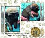 Small Photo #5 American Mastiff Puppy For Sale in JACKSON, OH, USA