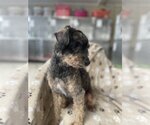 Small Photo #3 Poodle (Miniature)-Unknown Mix Puppy For Sale in Albemarle, NC, USA