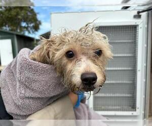 Unknown-Wheaten Terrier Mix Dogs for adoption in Chula Vista, CA, USA
