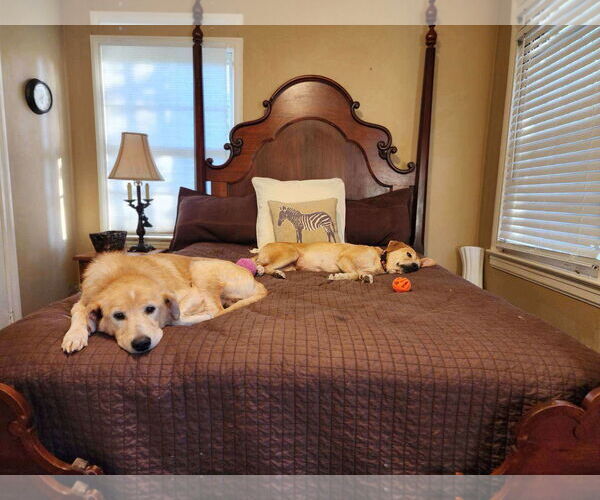 Medium Photo #3 Golden Retriever Puppy For Sale in Spring Lake, NC, USA