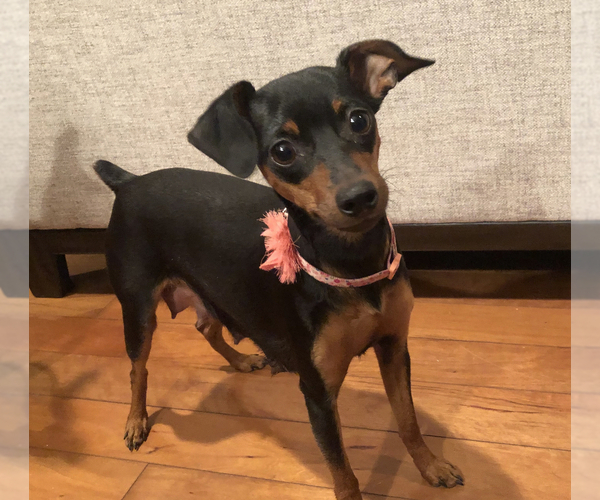 Medium Photo #5 Miniature Pinscher Puppy For Sale in ACCIDENT, MD, USA