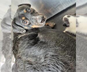 Rottweiler-Unknown Mix Dogs for adoption in San Antonio, TX, USA