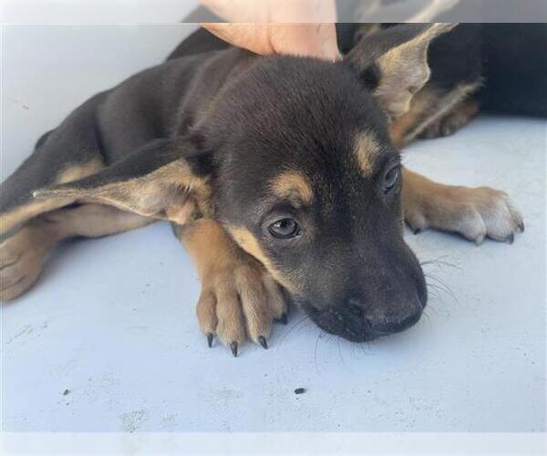 Medium Photo #1 German Shepherd Dog-Irish Terrier Mix Puppy For Sale in Houston, TX, USA