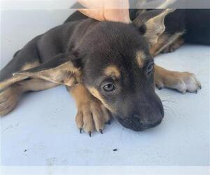 German Shepherd Dog-Irish Terrier Mix Dogs for adoption in Houston, TX, USA