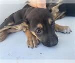 Small German Shepherd Dog-Irish Terrier Mix