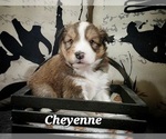 Puppy Cheyenne Shetland Sheepdog