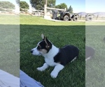 Small Photo #6 Pembroke Welsh Corgi Puppy For Sale in BURLEY, ID, USA