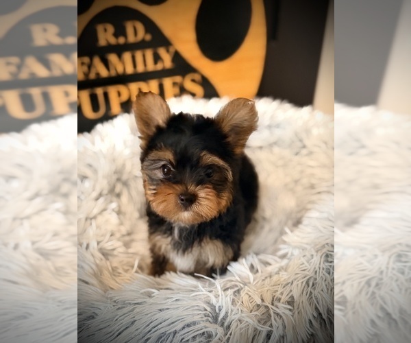 Medium Photo #4 Yorkshire Terrier Puppy For Sale in CROSSVILLE, TN, USA