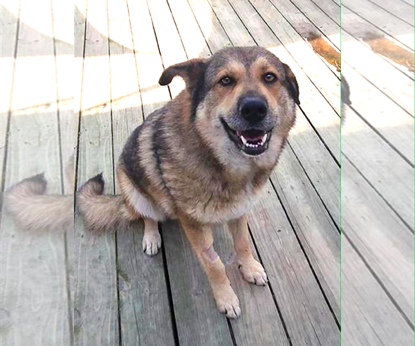 Medium Photo #7 German Shepherd Dog Puppy For Sale in Murfreesboro, NC, USA