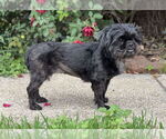 Small #1 Shih Tzu