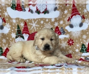 Golden Retriever Puppy for sale in LANCASTER, PA, USA