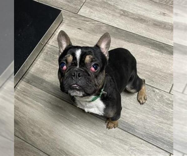 Medium Photo #1 French Bulldog Puppy For Sale in Redlands, CA, USA