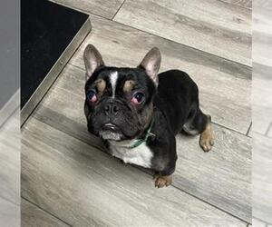 French Bulldog Dogs for adoption in Redlands, CA, USA
