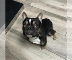 Small French Bulldog