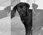 Small #2 Mutt