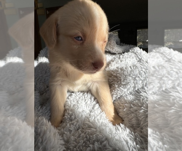 Medium Photo #2 Sheprador Puppy For Sale in BROOKLINE, NH, USA